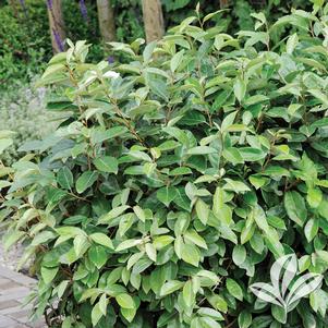 Elaeagnus pungens 'Glenn St. Mary' 