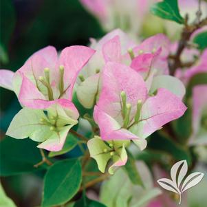 Bougainvillea 'Imperial Delight' 