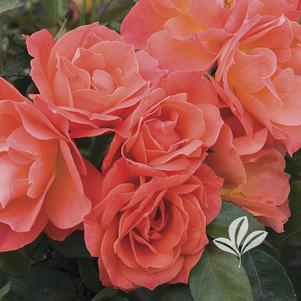 Rosa 'HARwelcome' 
