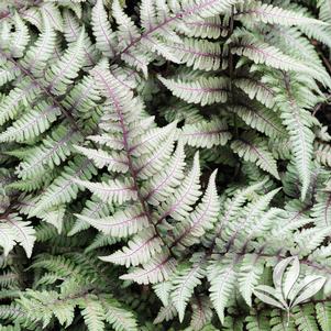 Athyrium niponicum 'Pictum' 