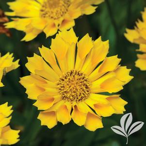 Coreopsis 'Jethro Tull' 