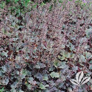 Heuchera 'Frosted Violet' 