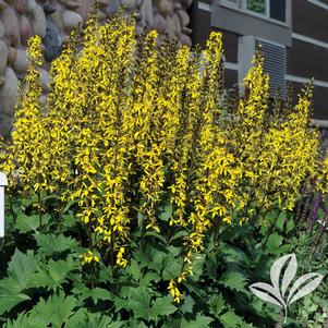 Ligularia stenocephala 'Little Rocket' 