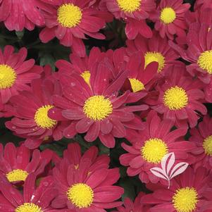 Chrysanthemum 'Yobonnie' 