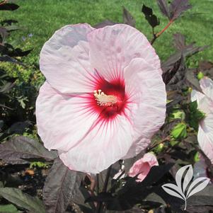 Hibiscus 'Kopper King' 