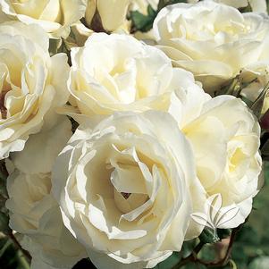 Rosa 'JACtanic' 