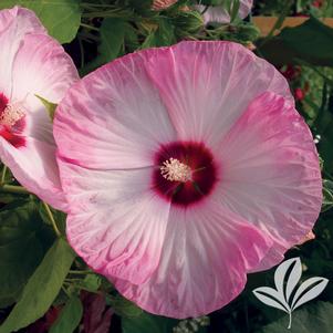 Hibiscus 'Turn of the Century' 