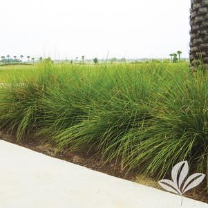 Lomandra longifolia 'LM300' 