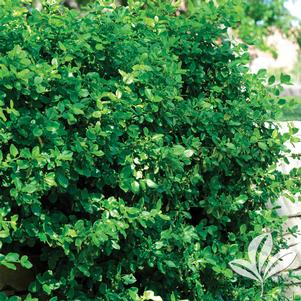 Euonymus kiautschovicus 'Manhattan' 