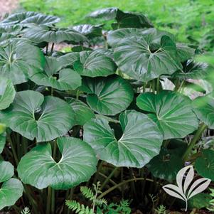 Farfugium japonicum 'Giganteum' 