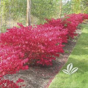 Euonymus alatus 'Compactus' 