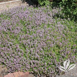 Thymus citriodorus 'Aureas' 