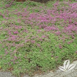 Thymus serpyllum 'Elfin' 