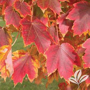 Acer rubrum 'Brandywine' 