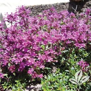 Thymus praecox 'Coccineus' 