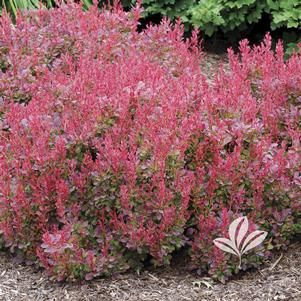 Berberis thunbergii 'Goruzam' 