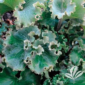 Farfugium japonicum 'Crispatum' 