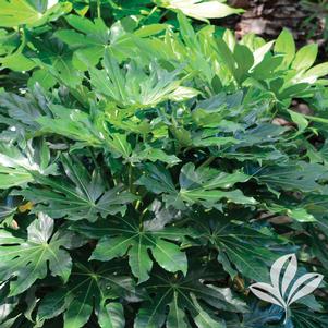 Fatsia japonica 