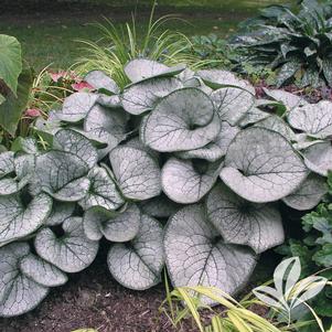 Brunnera macrophylla 'Jack Frost' 