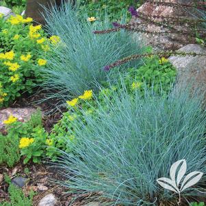 Festuca ovina glauca 'Elijah Blue' 