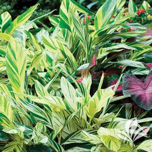 Alpinia zerumbet 'Variegata' 