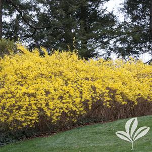 Forsythia x intermedia 'Lynwood Gold' 