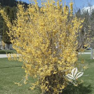 Forsythia 'Northern Gold' 