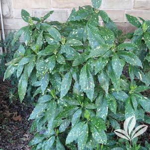 Aucuba japonica 'Variegata' 