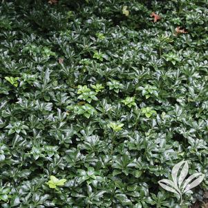 Pachysandra terminalis 'Green Sheen' 