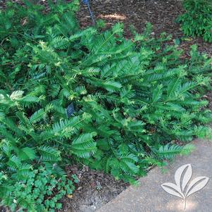 Cephalotaxus harringtonia 'Prostrata' 