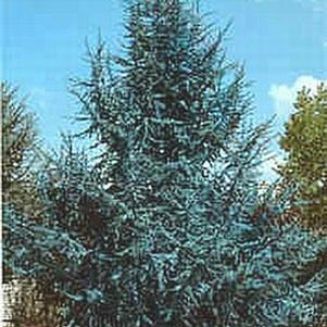 Cedrus atlantica glauca 