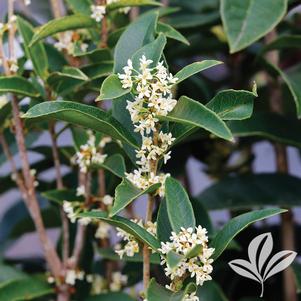 Osmanthus fragrans 