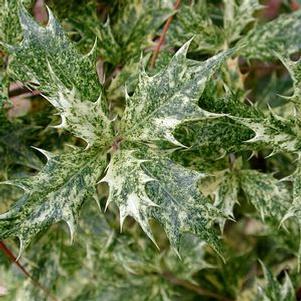 Osmanthus heterophyllus 'Goshiki' 