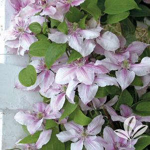 Clematis 'Pink Fantasy' 