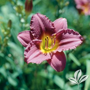 Hemerocallis 'Purple de Oro' 