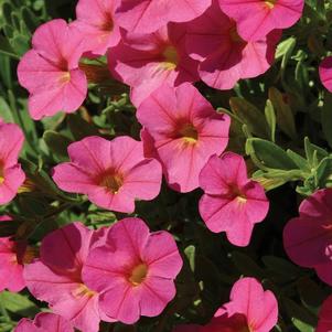 Calibrachoa 'Balcabhopi' 