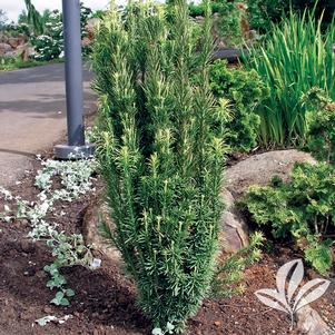 Cephalotaxus harringtonia 'Fastigiata' 