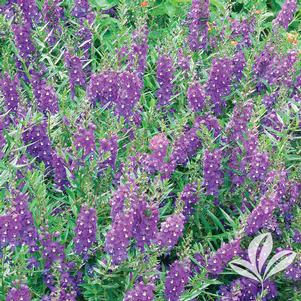 Angelonia angustifolia 'Serena Purple' 