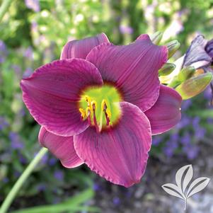 Hemerocallis 'Barbary Corsair' 