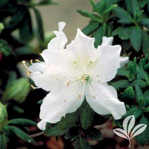 Rhododendron girard x 'Pleasant' 