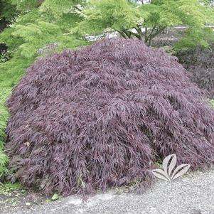 Acer palmatum dissectum 'Crimson Queen' 