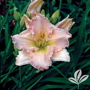 Hemerocallis 'Fairy Tale Pink' 