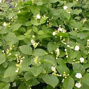 Jasminum sambac 