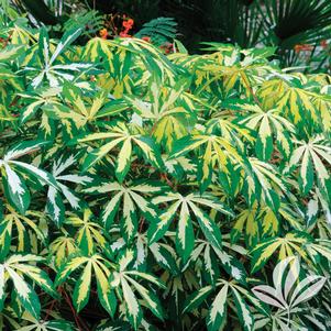 Manihot esculenta 'Variegata' 