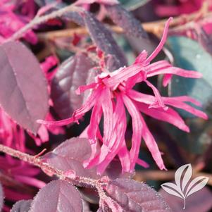 Loropetalum chinense 'Shang-hi' 