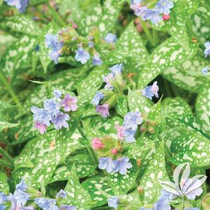 Pulmonaria 'Trevi Fountain' 