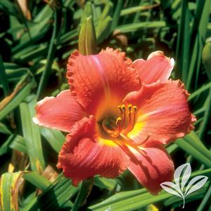 Hemerocallis 'Hawaiian Party Dress' 