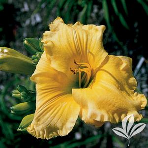 Hemerocallis 'Big Bird' 