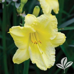 Hemerocallis 'Happy Returns' 