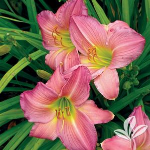 Hemerocallis 'Chicago Orchid' 